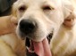 Labrador Bole